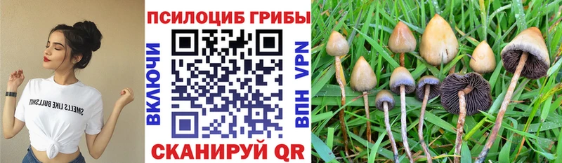 Псилоцибиновые грибы мицелий  где продают наркотики  Нижний Тагил 